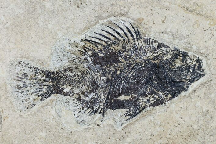 Bargain, Fossil Fish (Cockerellites) - Green River Formation #113879